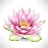 fleur-lotus-site